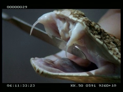 BCU鼓腹蛇的功能尖牙、副尖牙及会厌的延伸-由饲养员展示视频下载