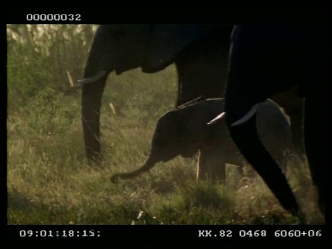 MCU婴儿非洲象(Loxodonta africana)婴儿在兽群中，摆动他的鼻子玩视频素材