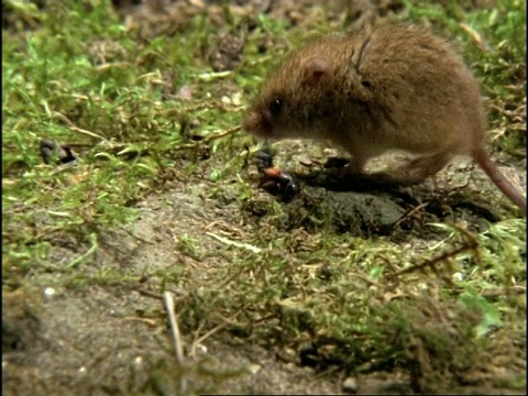 魔鬼的马车马甲虫(Ocypus olens)防御自己的收获鼠(micromyys minutus)捕食者，序列，英国视频素材