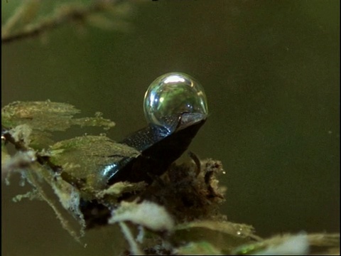 旋转甲虫(Gyrinus natator)利用腹部的气泡将食物漂浮到水面，顺序，英国视频下载