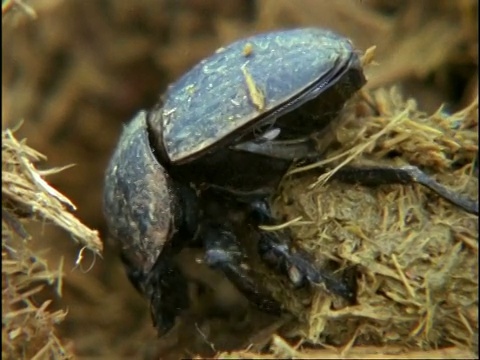 粪甲虫(金龟子总科)滚粪，顺序，肯尼亚视频下载