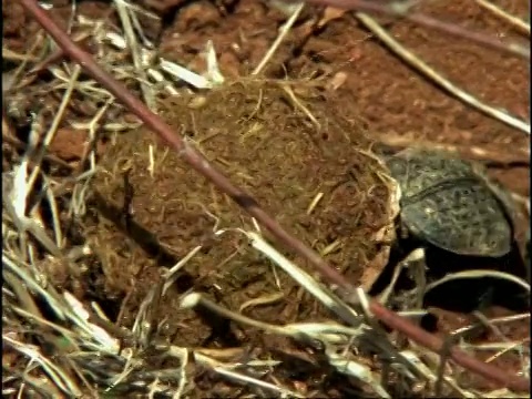 粪甲虫(金龟子大科)把粪球带进地洞，顺序，肯尼亚视频下载