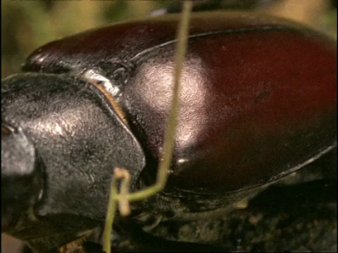 雄鹿甲虫(Lucanus)， CU侧视图，甲虫走过，英国视频下载