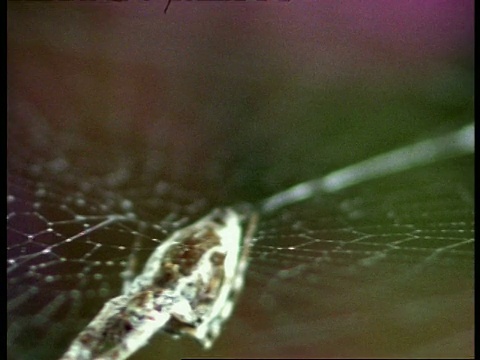 织网蜘蛛(乌洛伯勒斯)圆网和蜘蛛的丝线，英国视频素材
