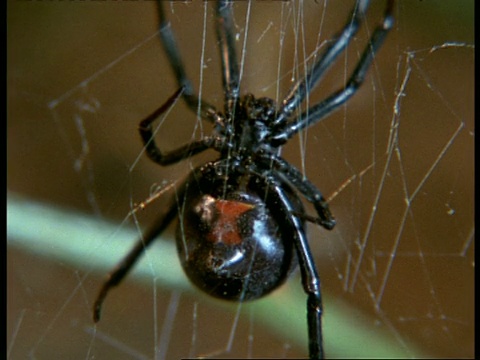 红背/黑寡妇狼蛛(Latrodectus)黑蜘蛛上的红色标记，美国视频下载
