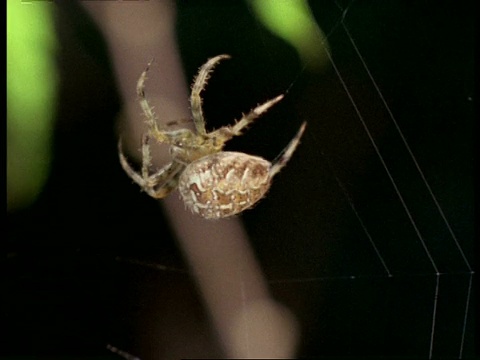 花园蜘蛛(Araneus)在纺丝，英国视频素材