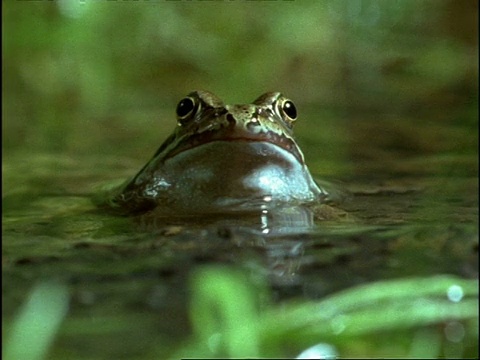 普通蛙(林蛙)凝视水面，对着相机，英国视频素材