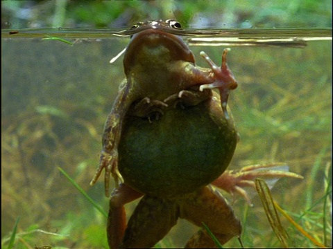 水下常见青蛙(Rana temporaria)交配视图，英国视频素材