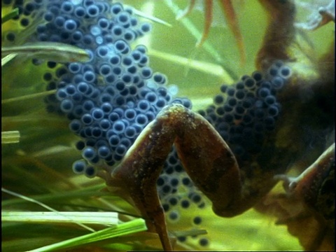 当雄性受精时，雌性普通蛙(Rana temporaria)产卵群，英国水下视频素材