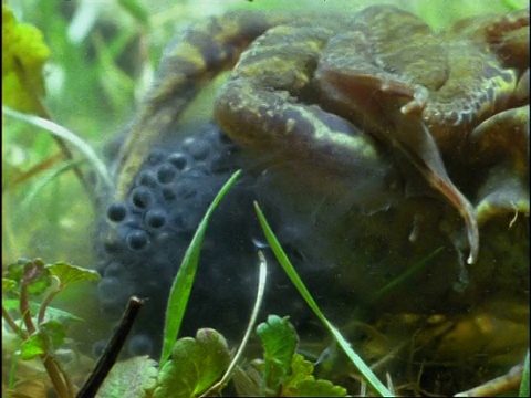 右图，英国水下交配的普通蛙类(林蛙)视频素材