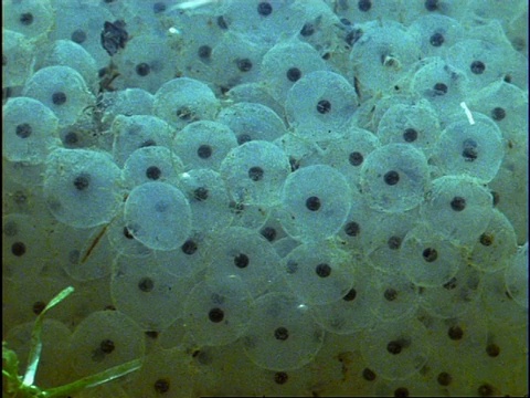 英国水下蛙卵视频素材
