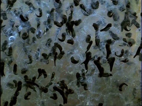 蝌蚪在蛙卵中发育和游动，英国视频素材