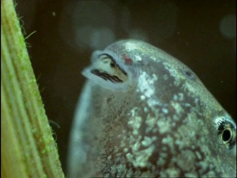 普通蛙(林蛙)蝌蚪的嘴，英国视频素材