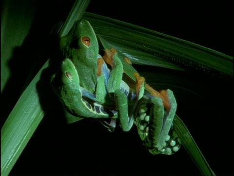 哥斯达黎加，一对红眼树蛙在夜间交配视频素材