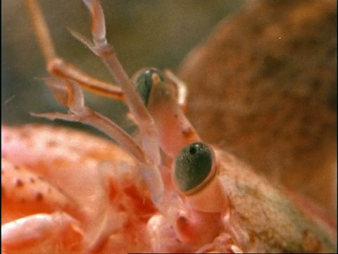 寄居蟹(euppagurus bernhardus)水下景观，移动触角和眼睛，英国视频下载