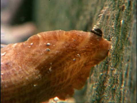 cuanemone, Calliactus parasitica, foot leaves rock，英国视频下载