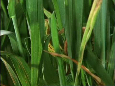 英国，收获鼠，在未成熟的小麦叶子中翻找视频素材