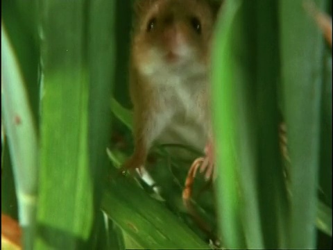 英国，cuharvest Mouse, micromyys minuutus，站在未成熟的小麦叶子上嗅着摄像机视频素材