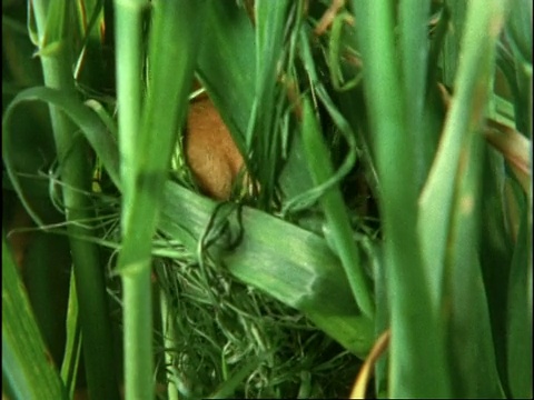 英国，收获鼠，在未成熟的小麦叶子中翻找视频素材