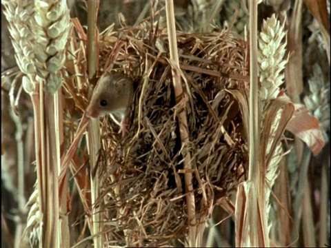 英国，收获鼠(Micromys minutus)一半从生活的巢穴中出来视频素材