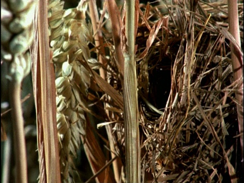 英国，收获鼠(Micromys minutus)在用小麦叶筑巢视频素材