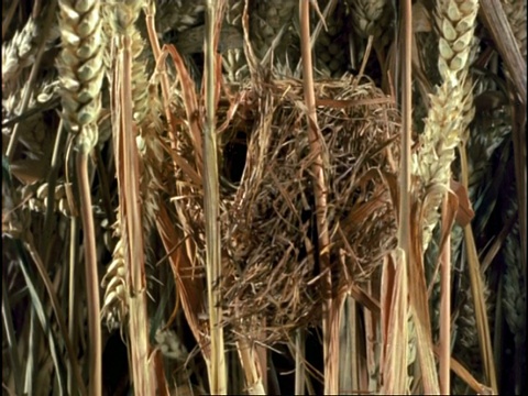 英国，麦秆间的收获鼠巢视频素材