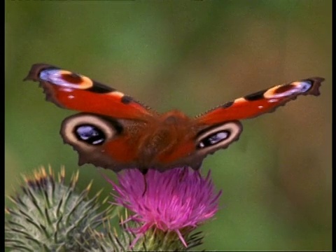 蝴蝶正在吃粉红色的蓟花视频下载