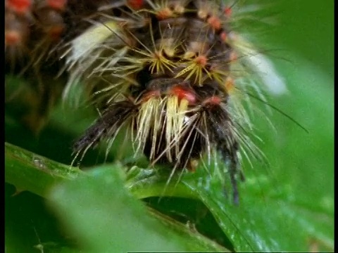 采树叶为食的毛虫，英国视频素材
