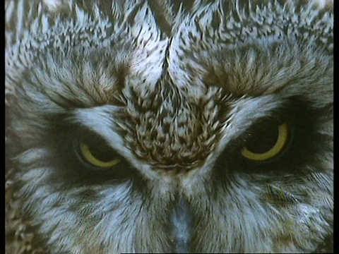 苏格兰短耳猫头鹰(Asio flammeus)脸视频素材