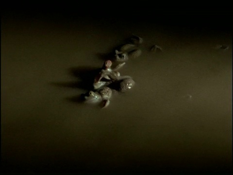 美国，在水中形成交配球的spaphiopus蟾蜍视频素材