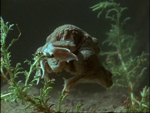 MCU 2 spaphiopus在水下交配，美国视频素材