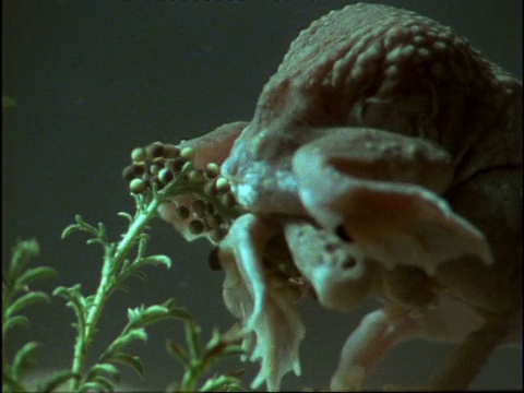 美国，在水下交配的spaphiopus蟾蜍视频素材