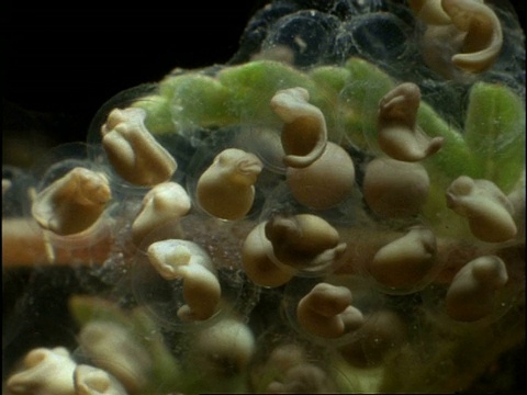 CU铲足蟾蜍(Scaphiopus)蝌蚪在蛙卵中发育，美国视频素材