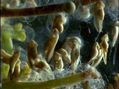 CU铲足蟾蜍(Scaphiopus)蝌蚪在蛙卵中发育，美国视频素材