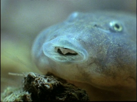 美国，铲足蟾蜍(Scaphiopus)蝌蚪的嘴，显示出发育的角质喙视频素材