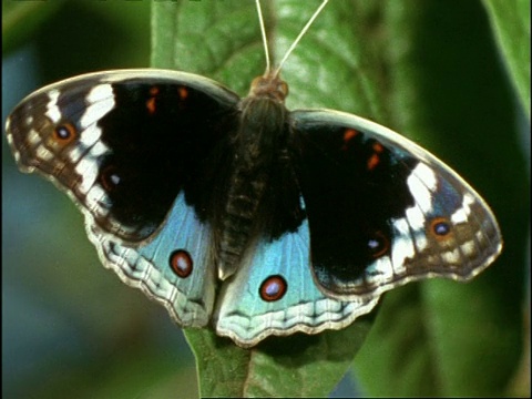 澳大利亚，CU蝴蝶张开和闭合翅膀，露出斑纹视频素材