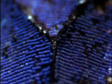 ECU改变颜色的普通蛋蝇蝴蝶的翅膀(低蛱蝶)的光变化，澳大利亚视频素材