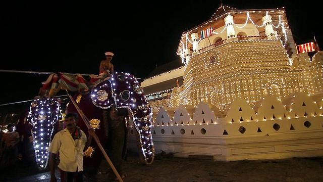 两只大象正在观看佛教节或“Esala Perahera”游行，位于“牙庙”前，斯里兰卡中部省份康提视频下载