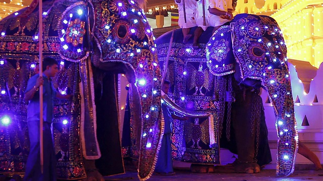 三只大象和象夫在佛教节或“Esala Perahera”游行前表演，“牙庙”音频/康提，斯里兰卡中部省视频素材