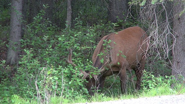 加拿大亚伯达省的波河公园/班夫国家公园，麋鹿正在吃树叶视频素材