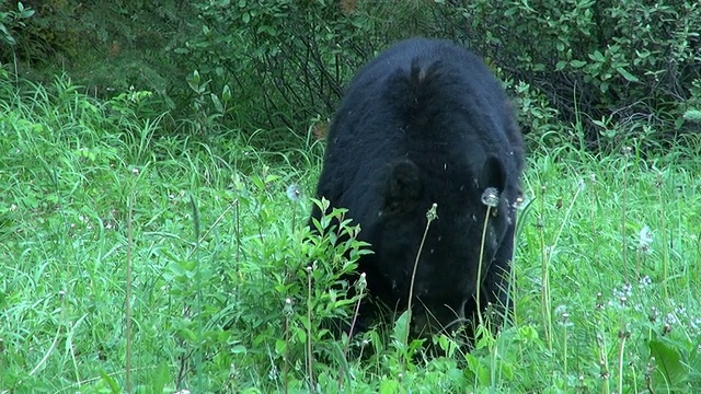 在加拿大亚伯达省的弓谷/班夫国家公园，黑熊正在吃绿叶视频素材