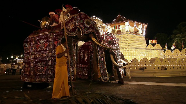 在斯里兰卡中部省份康提的“牙庙”前，大象们正在为“Esala Perahera”佛教游行准备快餐视频素材