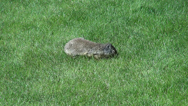 在草地上的MS松鼠/班夫国家公园，阿尔伯塔，加拿大视频素材