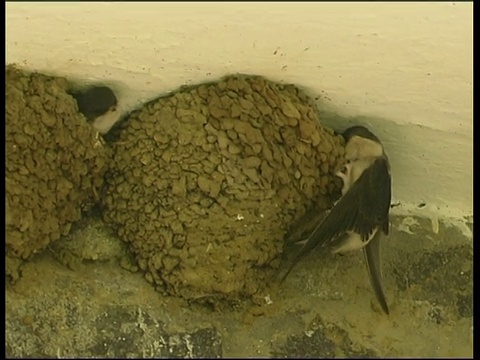 House Martin (Delichon urbicum)在塞浦路斯的天花板巢中喂小鸡(带音频)视频下载
