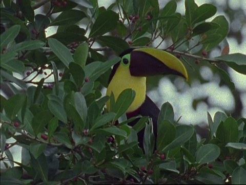 巴拿马，正在树上吃浆果的巨嘴鸟视频素材