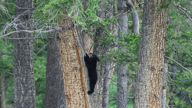 美国怀俄明州黄石公园的黑熊幼崽试图爬树视频素材