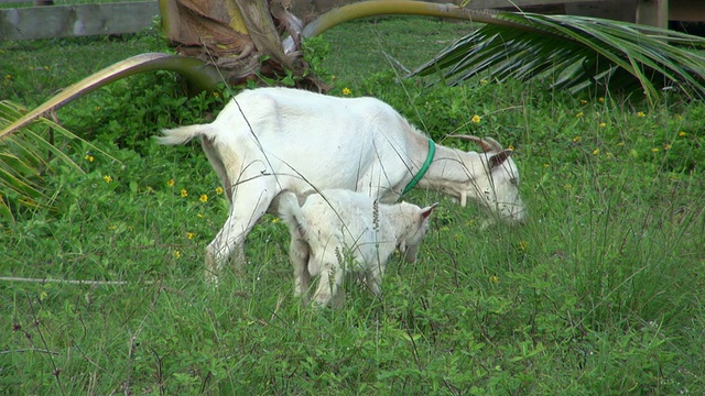 《妈妈和小山羊吃草的锁视频下载