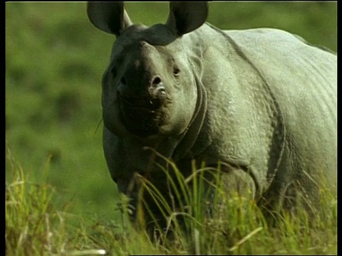 大独角犀牛行走在草地上，看着相机，印度视频下载