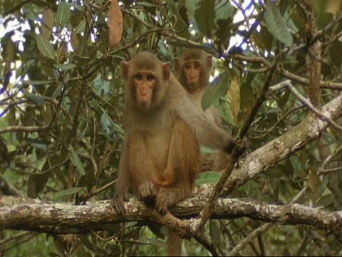 2只猕猴在树上，1只环顾四周，印度视频素材