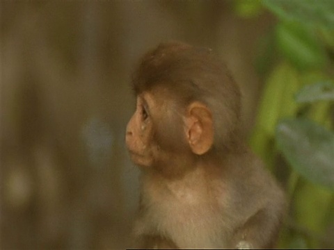 高角度，小猕猴环顾四周，印度视频素材